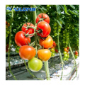 Venlo Hydroponic Multi Span Glass Greenhouse